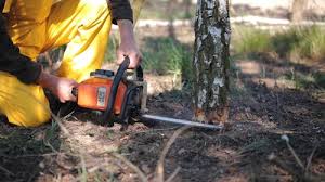 How Our Tree Care Process Works  in Holualoa, HI